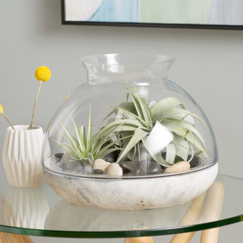 Syndicate Sales Glass Terrarium & Reviews Wayfair